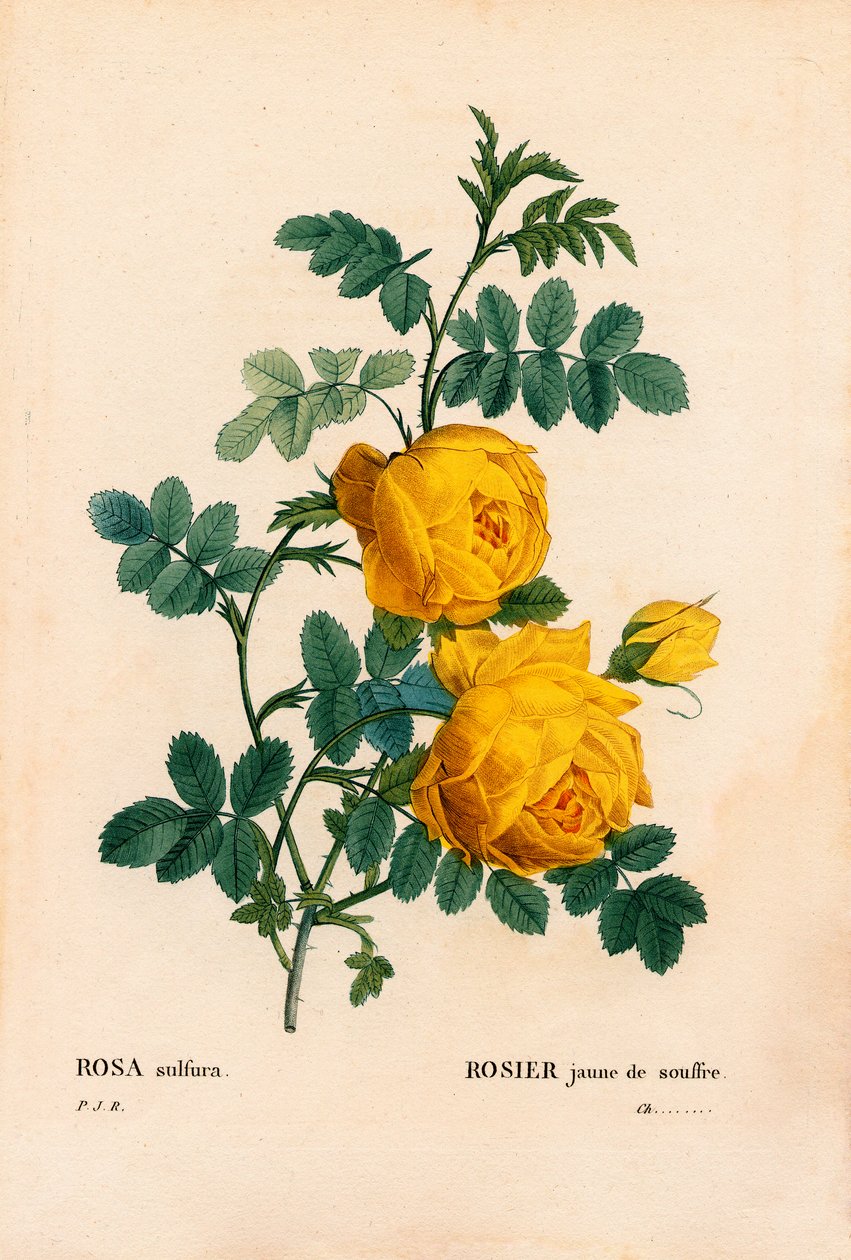 Rosa sulfurea, Rosa hemisphaerica, Rosa gialla sulfurea. Incisione a puntasecca colorata a mano dal libro “Les Roses” di Pierre Joseph Redoute, Parigi da Pierre Joseph Redouté