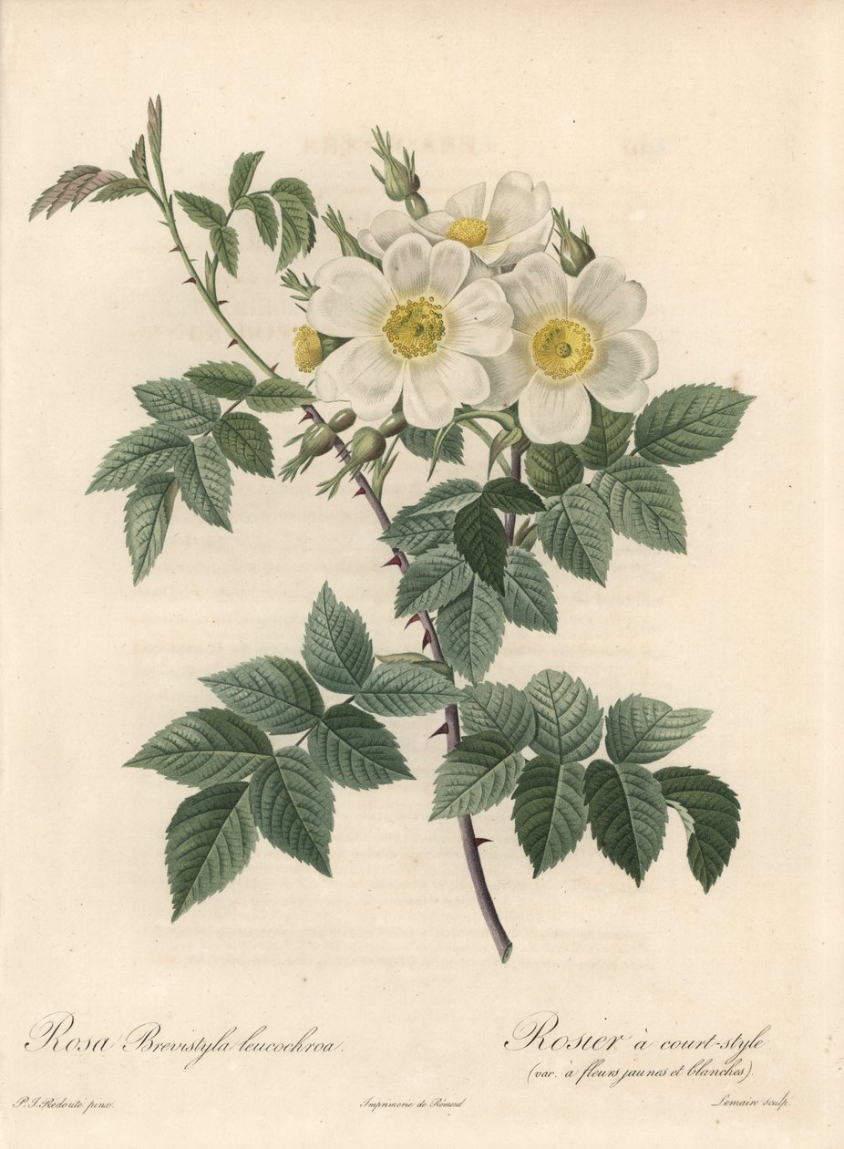 Rosier a corto stile, varietà con fiori gialli e bianchi - Acquaforte di Langlois Charlin, da un