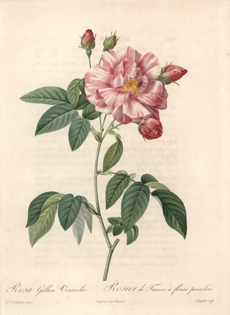 Rosier de France o rosa di Provins, varietà versicolor - Acquaforte di Langlois, da un