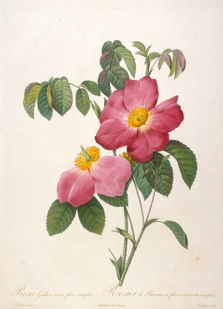 Rosier de Provinsi Da La Couronne de roses da Pierre Joseph Redouté