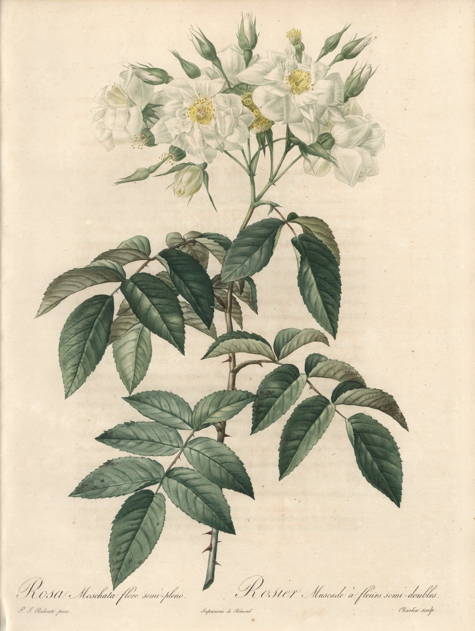 Rosier musque, con fiori doppi - Acquaforte di Charlin, da un