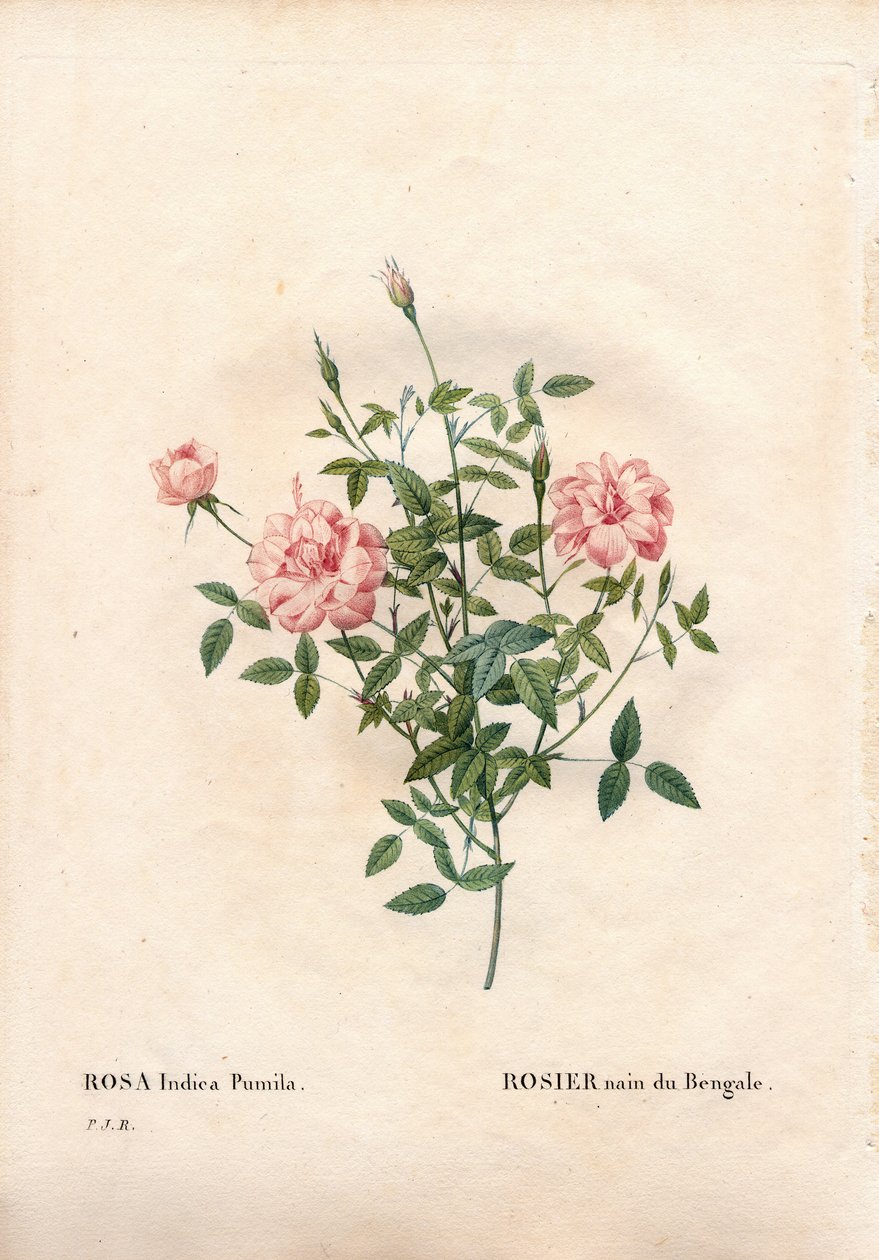 Rosa Rouletii, varietà di Rosa chinensis minima, rosa nana del Bengala. Incisione a puntasecca colorata a mano da Les Roses di Pierre Joseph Redouté, Parigi da Pierre Joseph Redouté