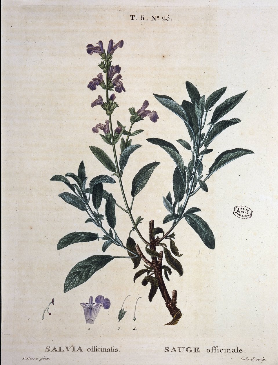 Salvia officinale - in "Nouveau Duhamel ou traité des arbres e arbusti che si coltivano in Francia", disegni di P.J. Redouté e P. Bessa, Parigi da Pierre Joseph Redouté