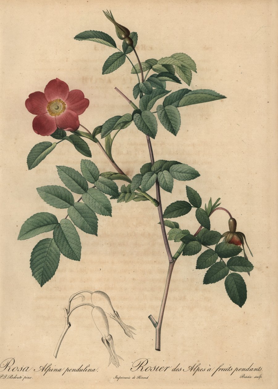 Rosa alpina scarlatta, Rosa pendulina da Pierre Joseph Redouté