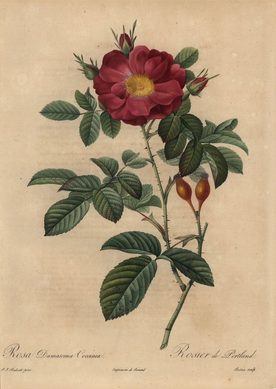 Rosa damascena scarlatta, Rosa damascena da Pierre Joseph Redouté