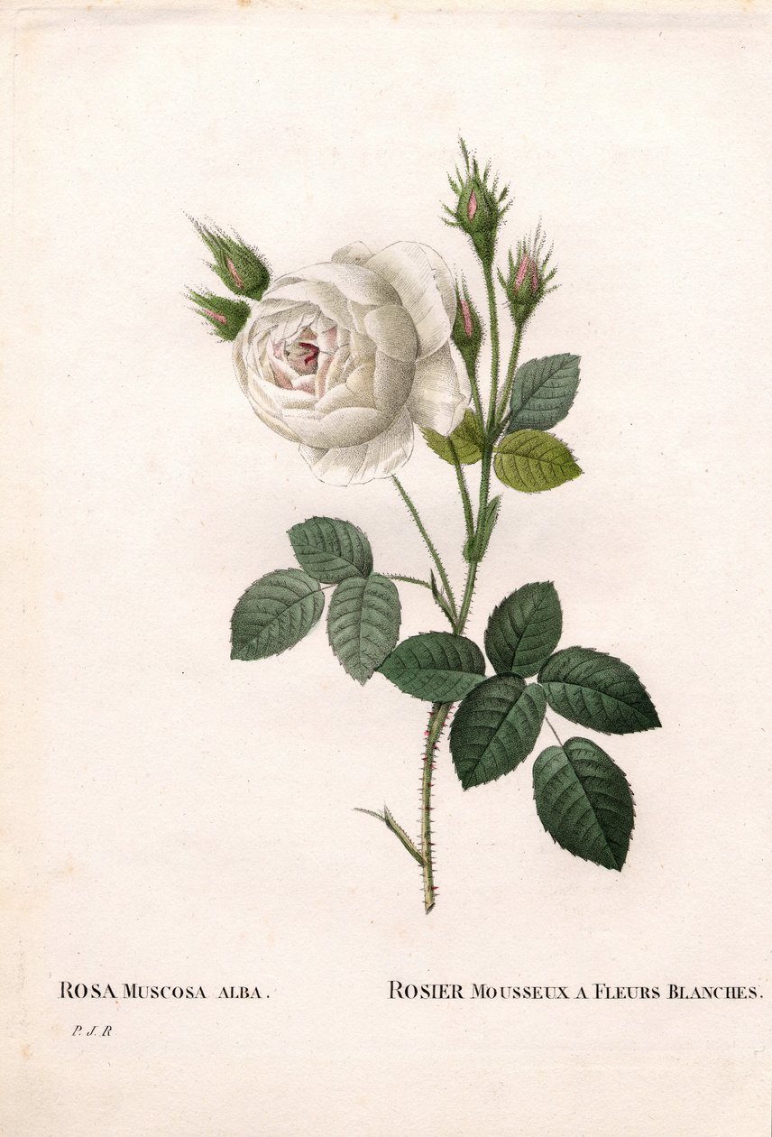 Rosa muschiata bianca di Shailer, Rosa centifolia var. alba-muscosa da Pierre Joseph Redouté