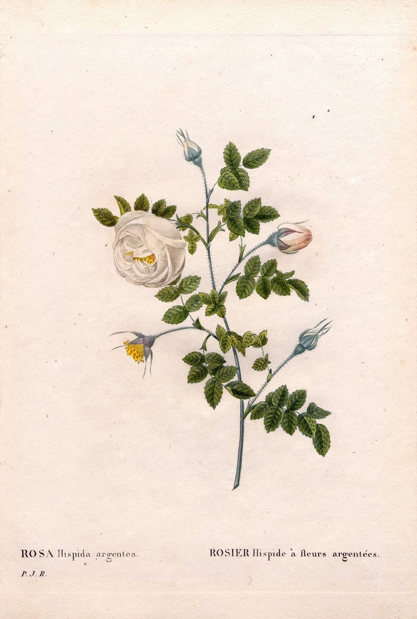 Rosa tomentosa a fiori d