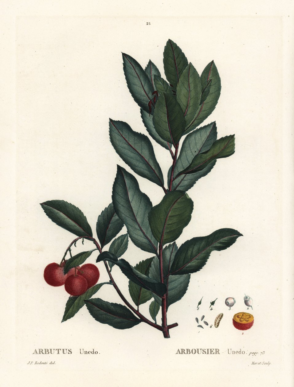 Corbezzolo, Arbutus unedo. Incisione a puntasecca colorata a mano da un