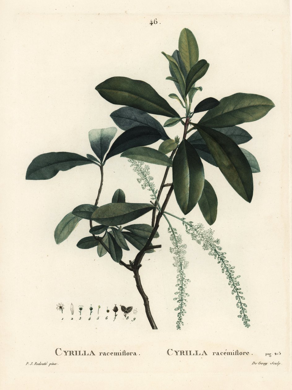 Cyrilla delle paludi, Cyrilla racemiflora. Incisione a puntasecca colorata a mano da De Gouy da un