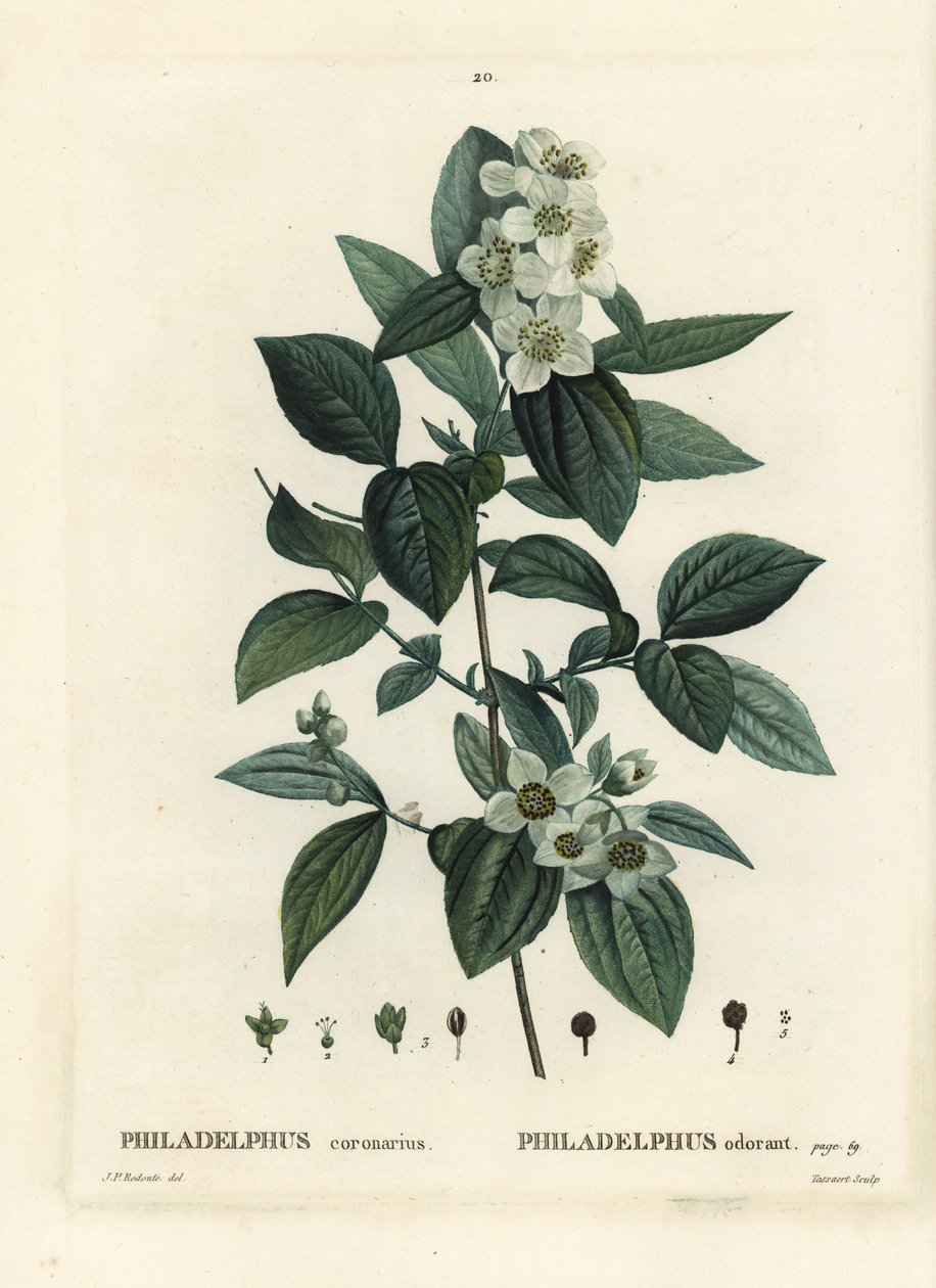 Finto arancio dolce, Philadelphus coronarius. Incisione a puntasecca colorata a mano da Tassaert da un