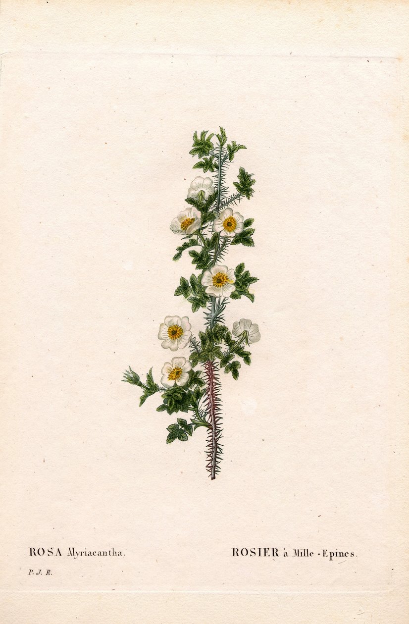 Rosa a mille spine, Rosa myriacantha. Incisione a puntasecca colorata a mano da Les Roses di Pierre Joseph Redouté, Parigi da Pierre Joseph Redouté