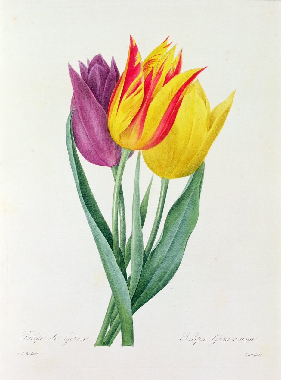 Tulipa Gesneriana da Pierre Joseph Redouté