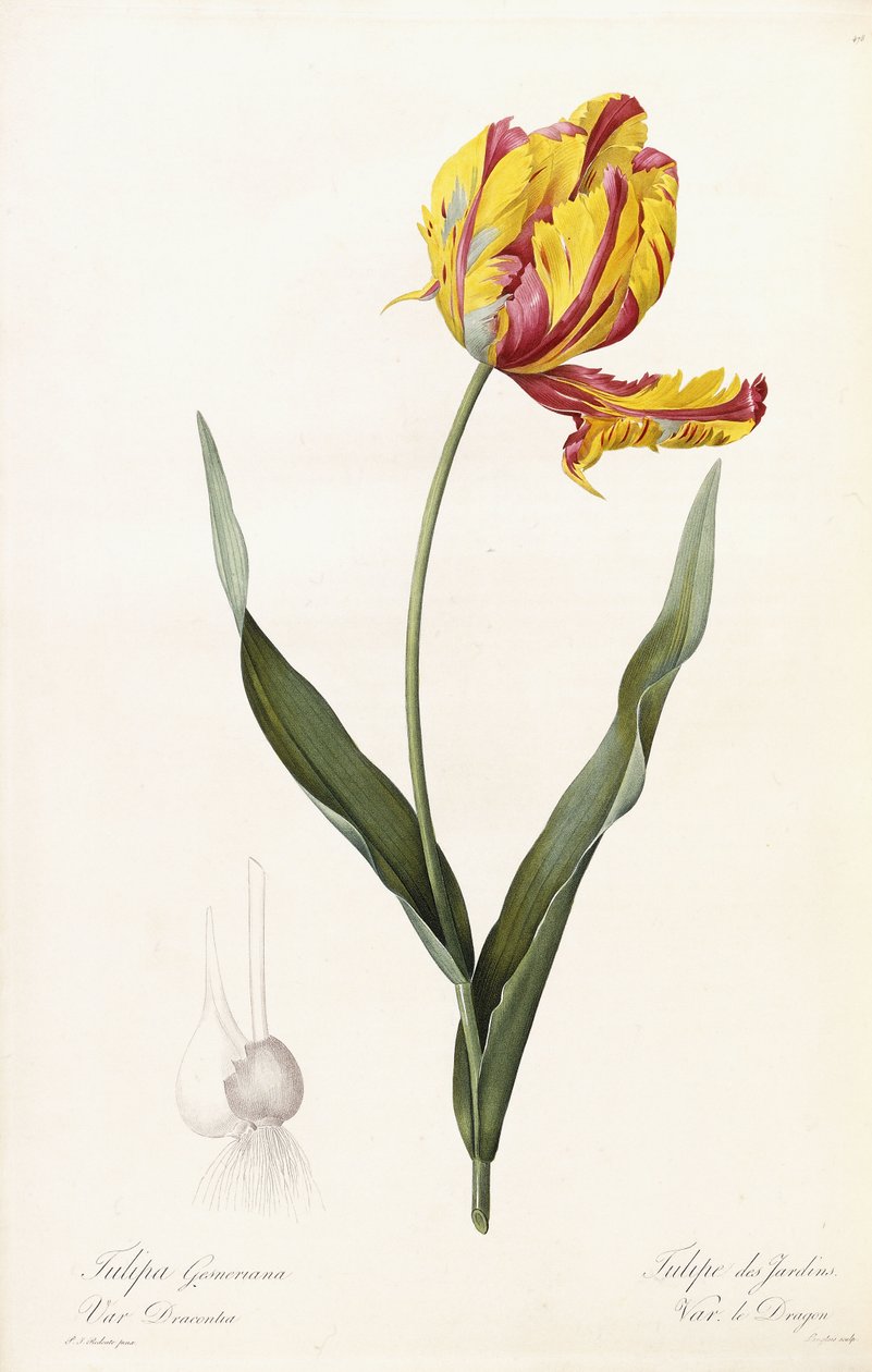 Tulipa Gesneriana - Tulipe des Jardins da Pierre Joseph Redouté