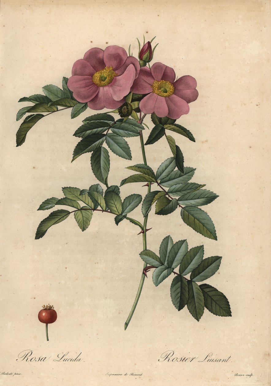 Rosa della Virginia, Rosa virginiana da Pierre Joseph Redouté