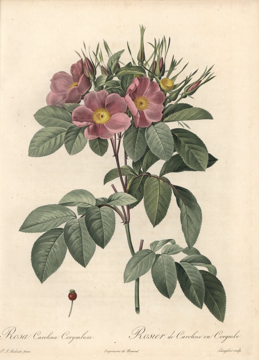 Rosa della Virginia, fiori scuri - Acquaforte di Langlois, basata su un