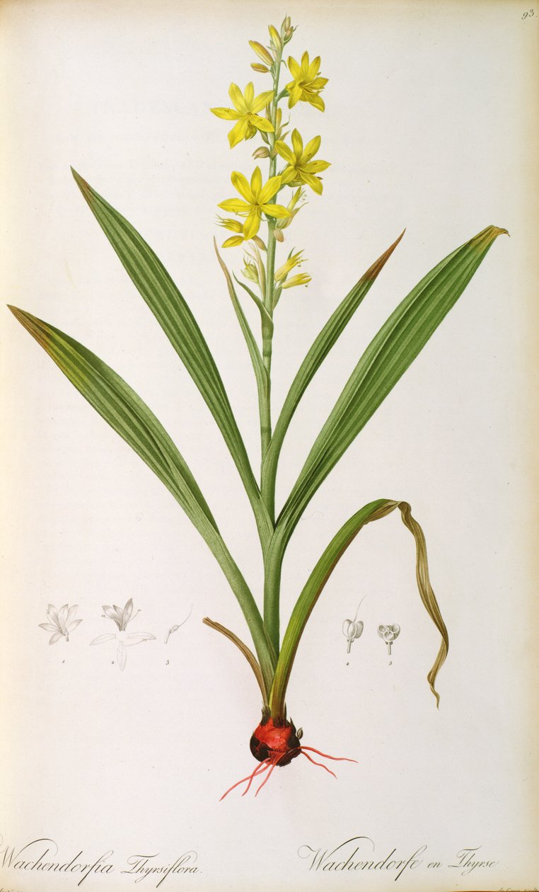 Wachendorfia Thyrsiflora, da 