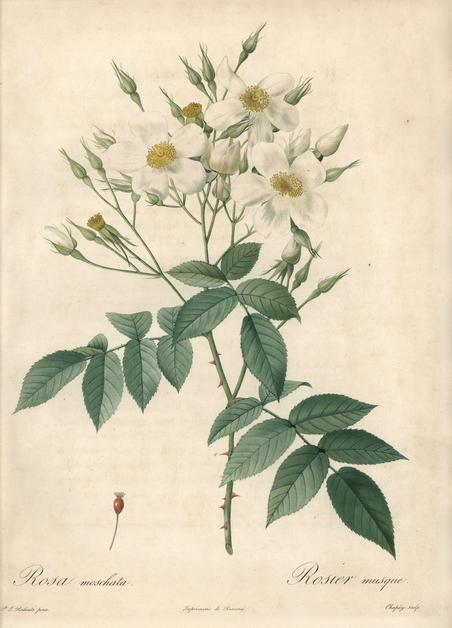 Fiori bianchi musque rose da Pierre Joseph Redouté