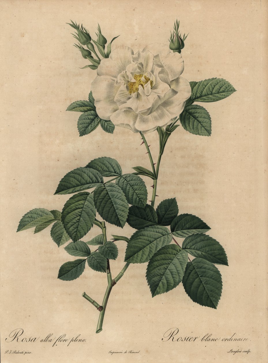 Rosa bianca, Rosa alba flore pleno da Pierre Joseph Redouté