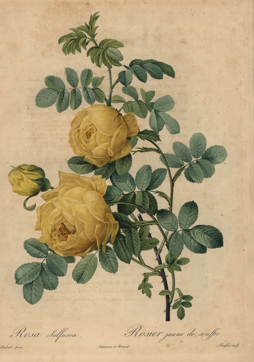 Rosa zolfo gialla, Rosa hemisphaerica da Pierre Joseph Redouté