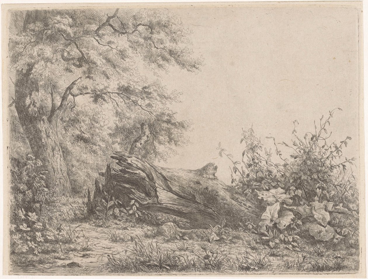 Albero caduto al margine del bosco da Pierre Louis Dubourcq