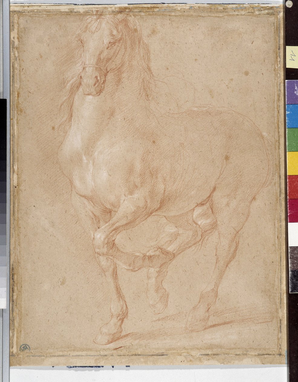 Studio di cavallo da Pierre Puget