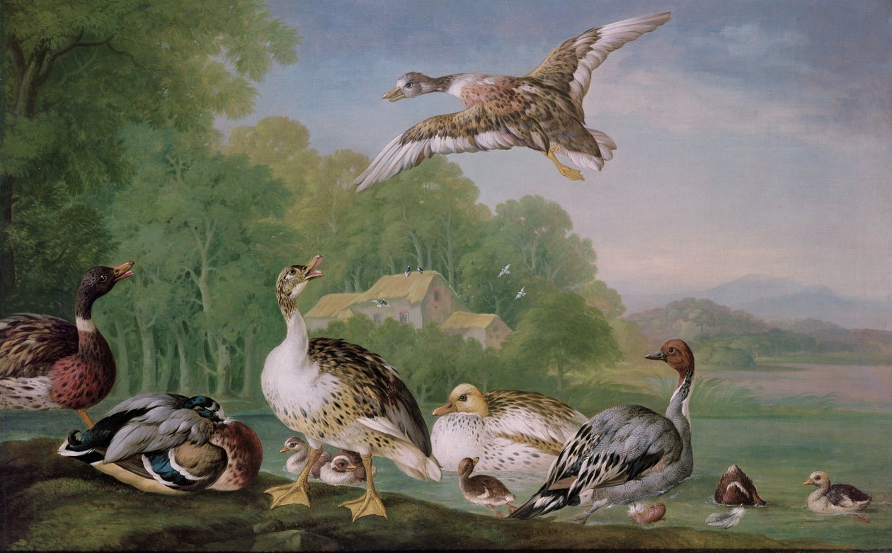 Immagine sconosciuta da Pieter Casteels