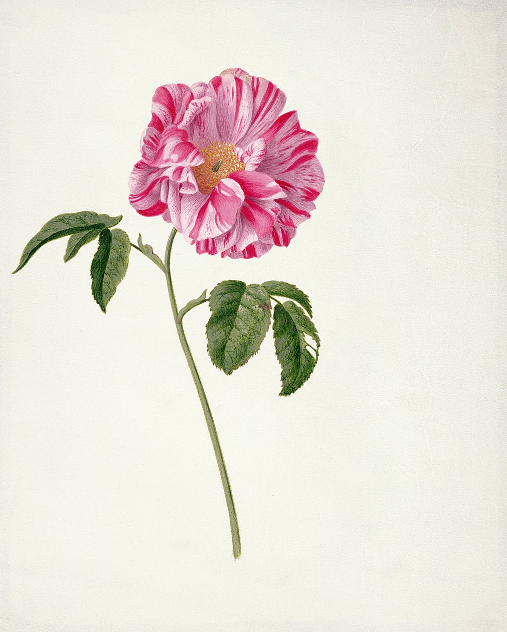 Rosa gallica versicolour (Rosa mundi) da Pieter Withoos