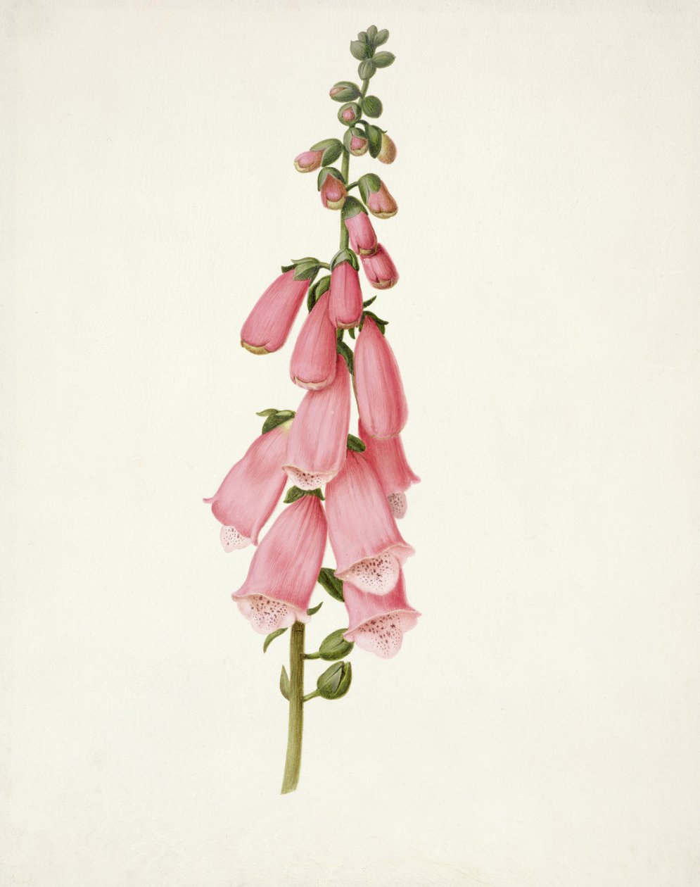PD.101-1973f.50 Digitale (Digitalis purpura) da Pieter Withoos