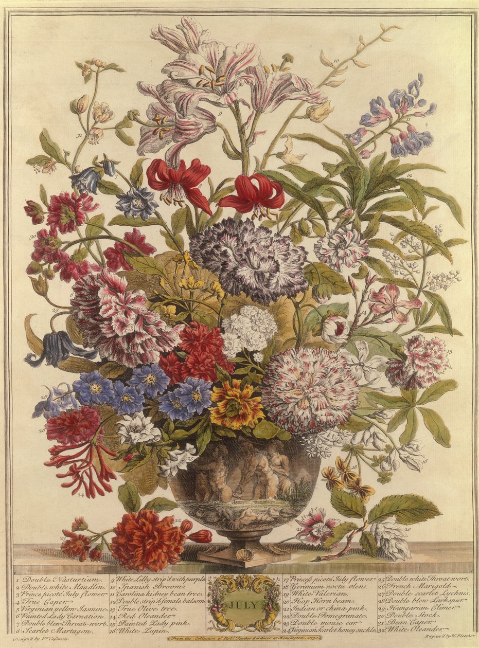 Luglio, da Dodici Mesi di Fiori di Robert Furber (c.1674-1756) inciso da Henry Fletcher da Pieter after Casteels