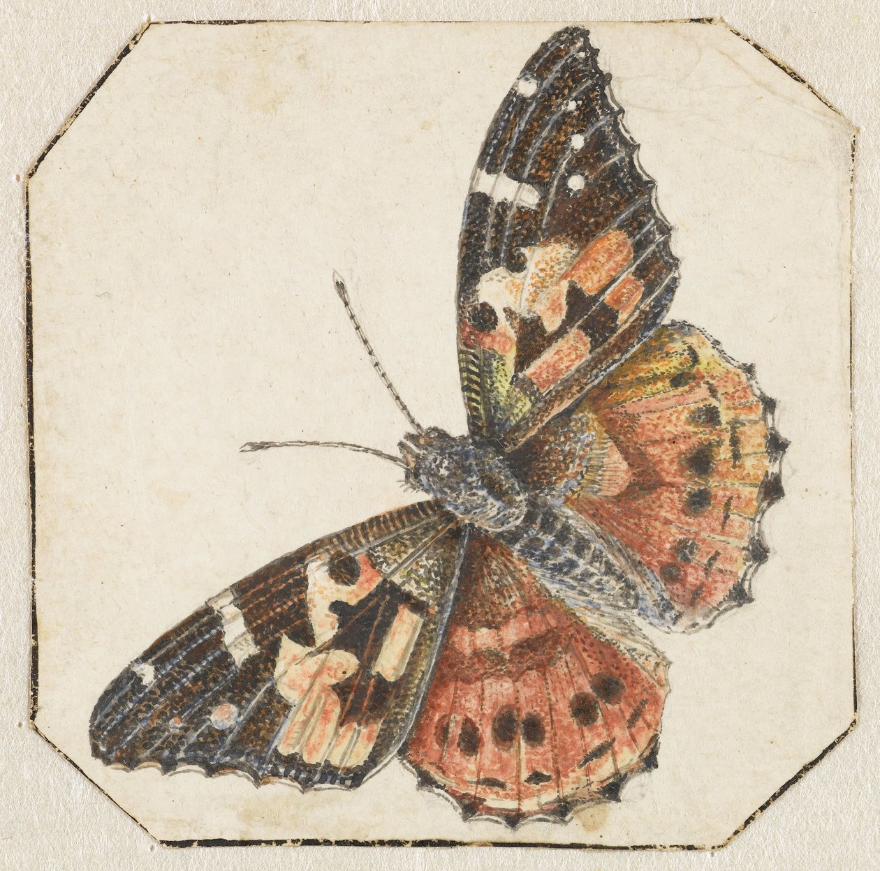 Vanessa del cardo (Vanessa cardui) da Pieter Barbiers (possibly)