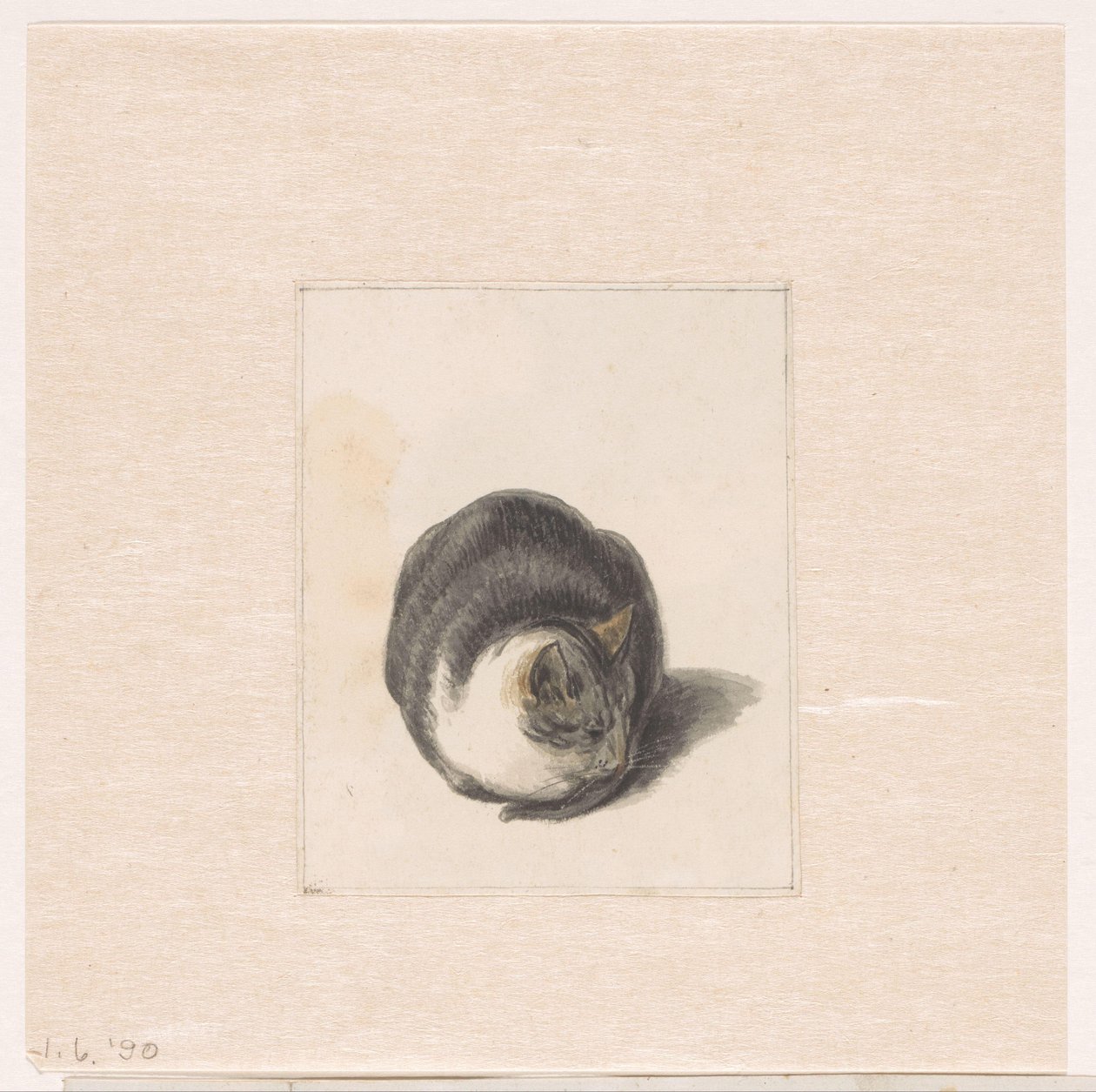 Gatto seduto, visto di fronte da Pieter Bartholomeusz. Barbiers