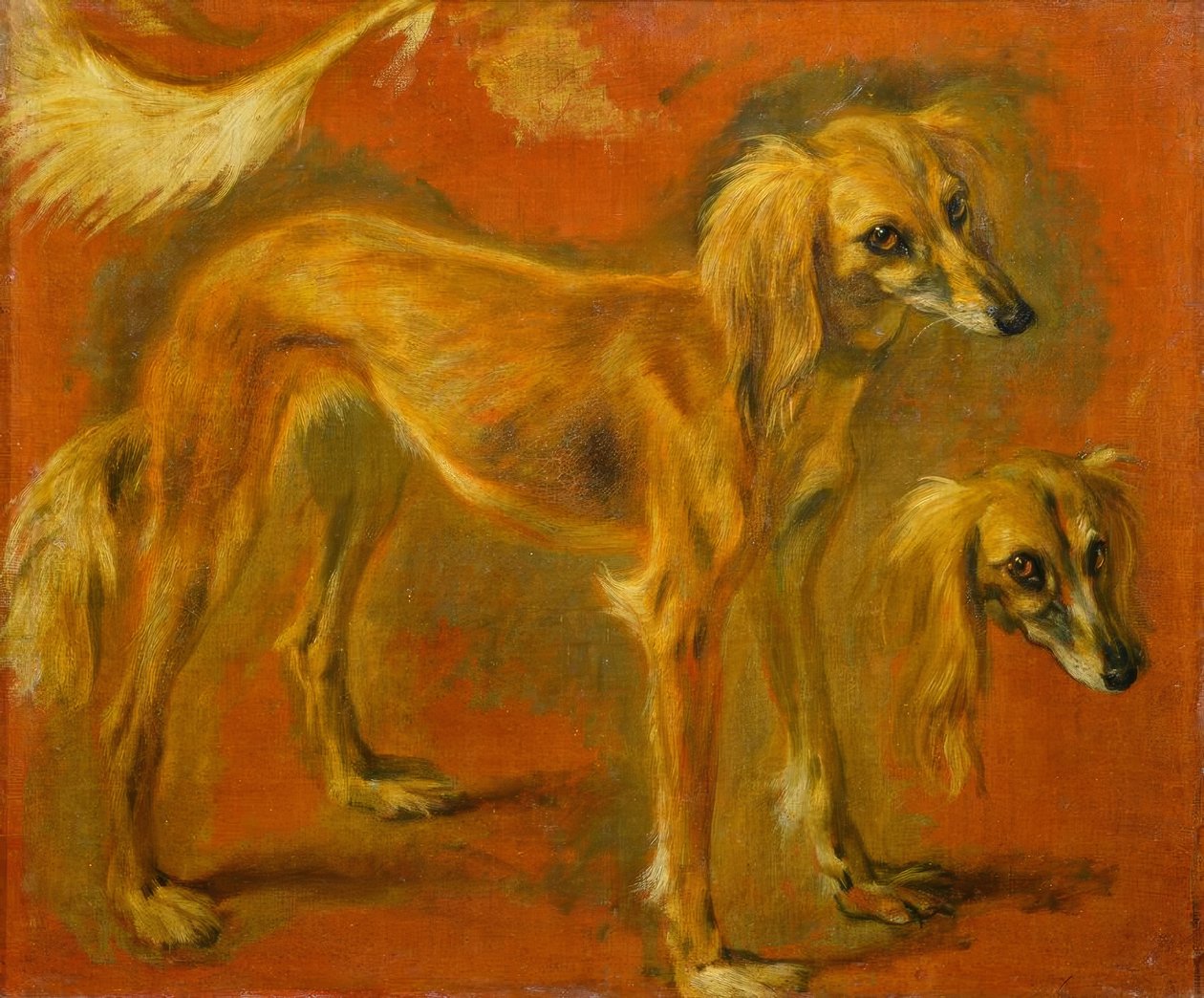 Due studi di un levriero da Pieter or Peter Boel