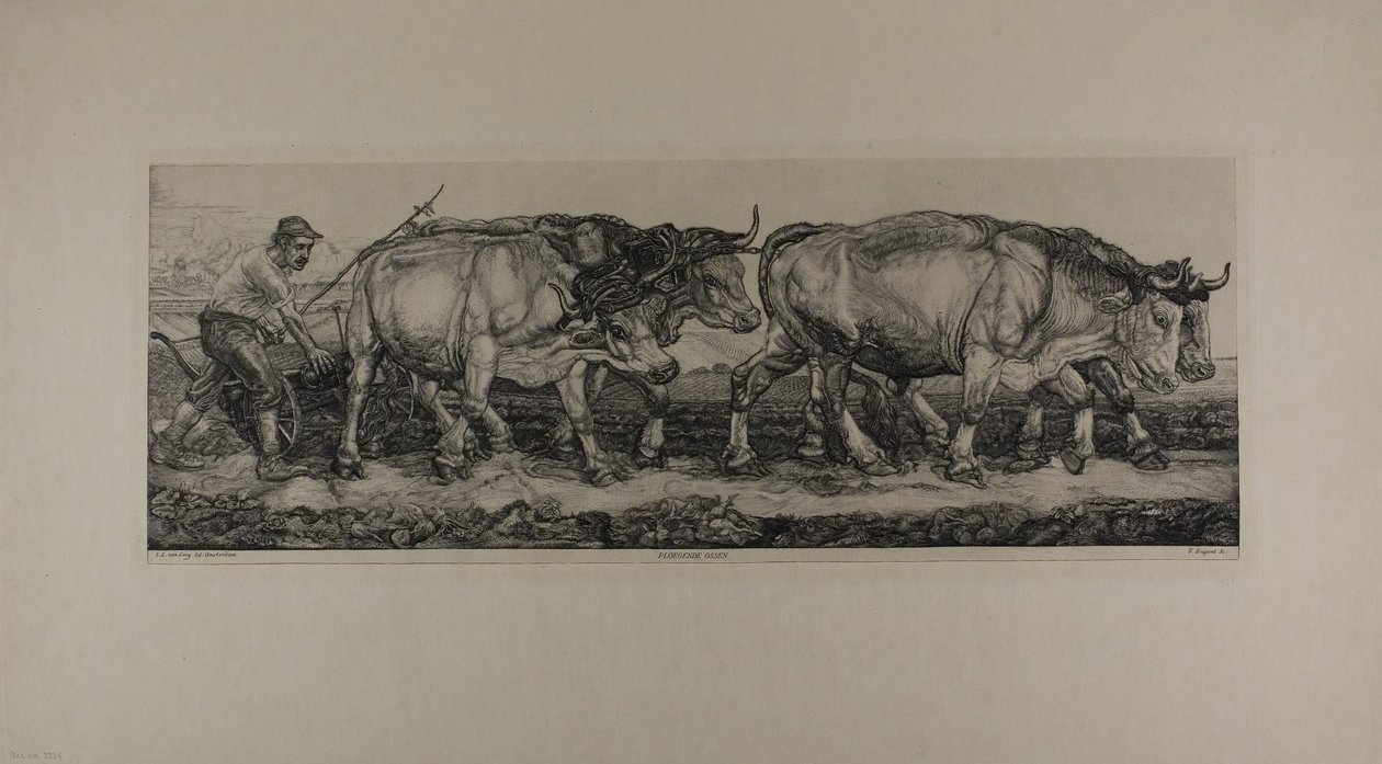 Buoi da aratura da Pieter Dupont