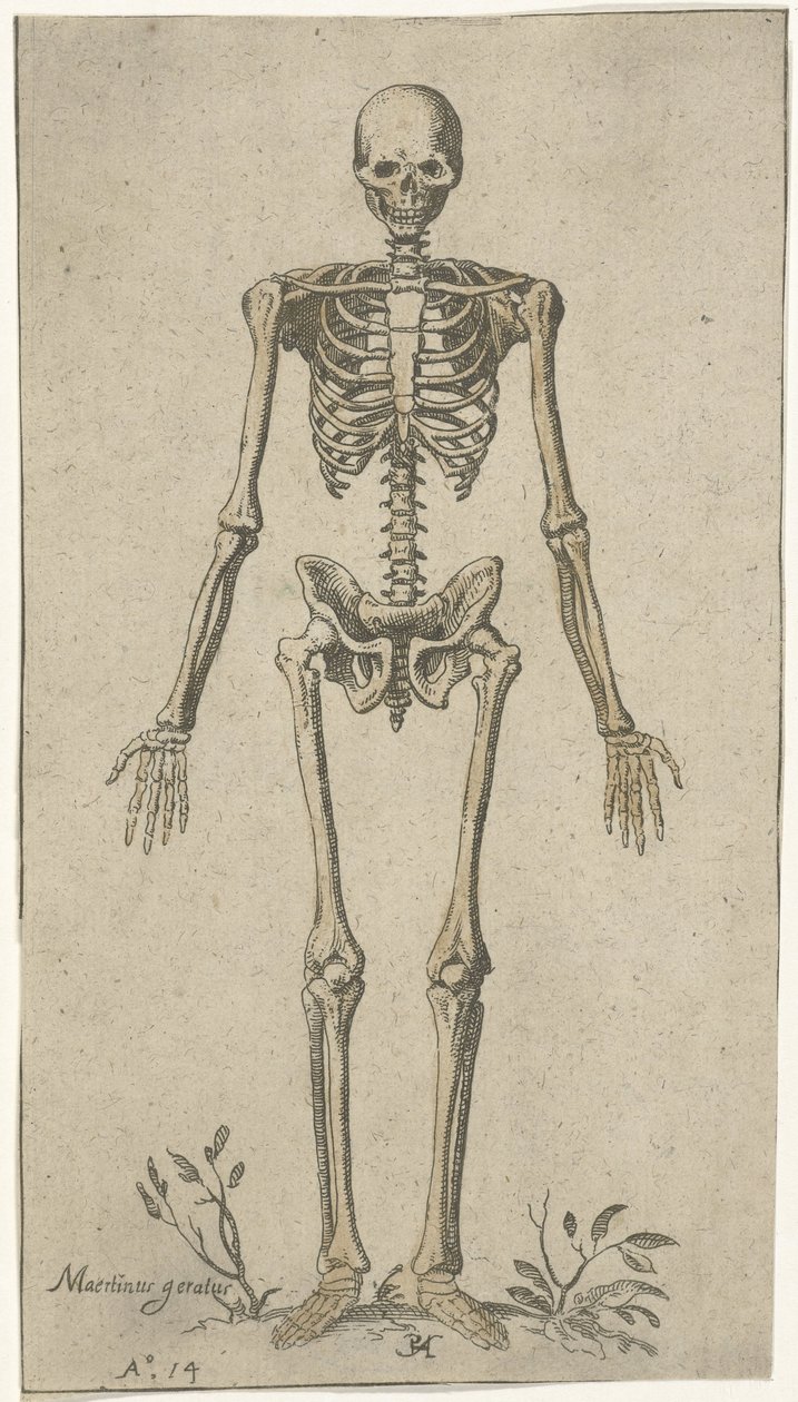 Scheletro maschile, visto di fronte da Pieter Feddes van Harlingen