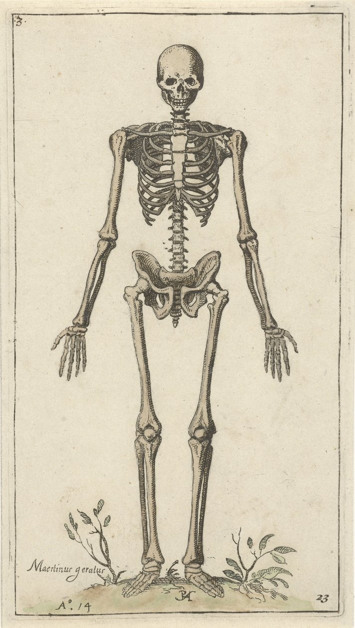 Scheletro maschile, visto di fronte da Pieter Feddes van Harlingen
