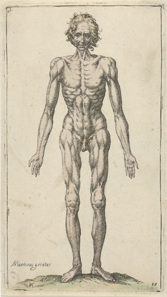 Studio di un uomo nudo (Studi anatomici) da Pieter Feddes van Harlingen