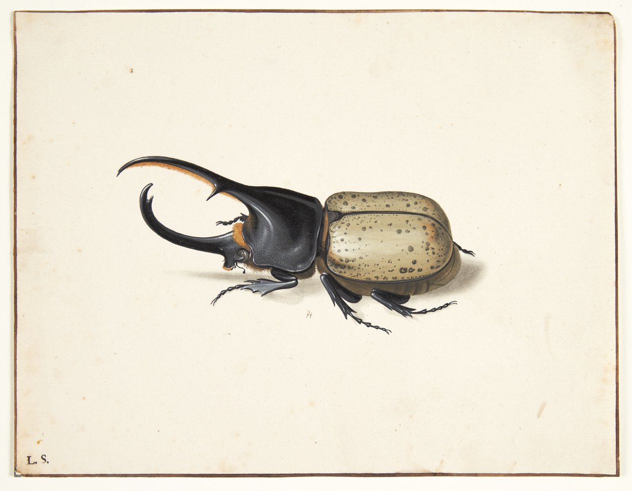 Un coleottero ercole (dynastes hercules) da Pieter Holsteijn