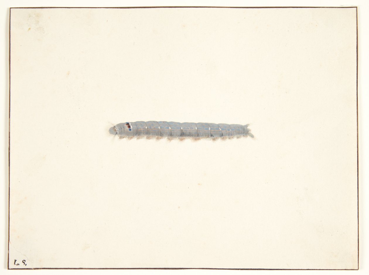 Una larva di falena notturna da Pieter Holsteijn