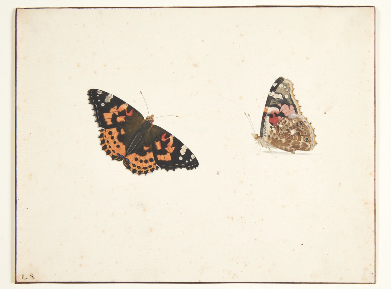 Due studi di un cardo (vanessa cardui l.) da Pieter Holsteijn