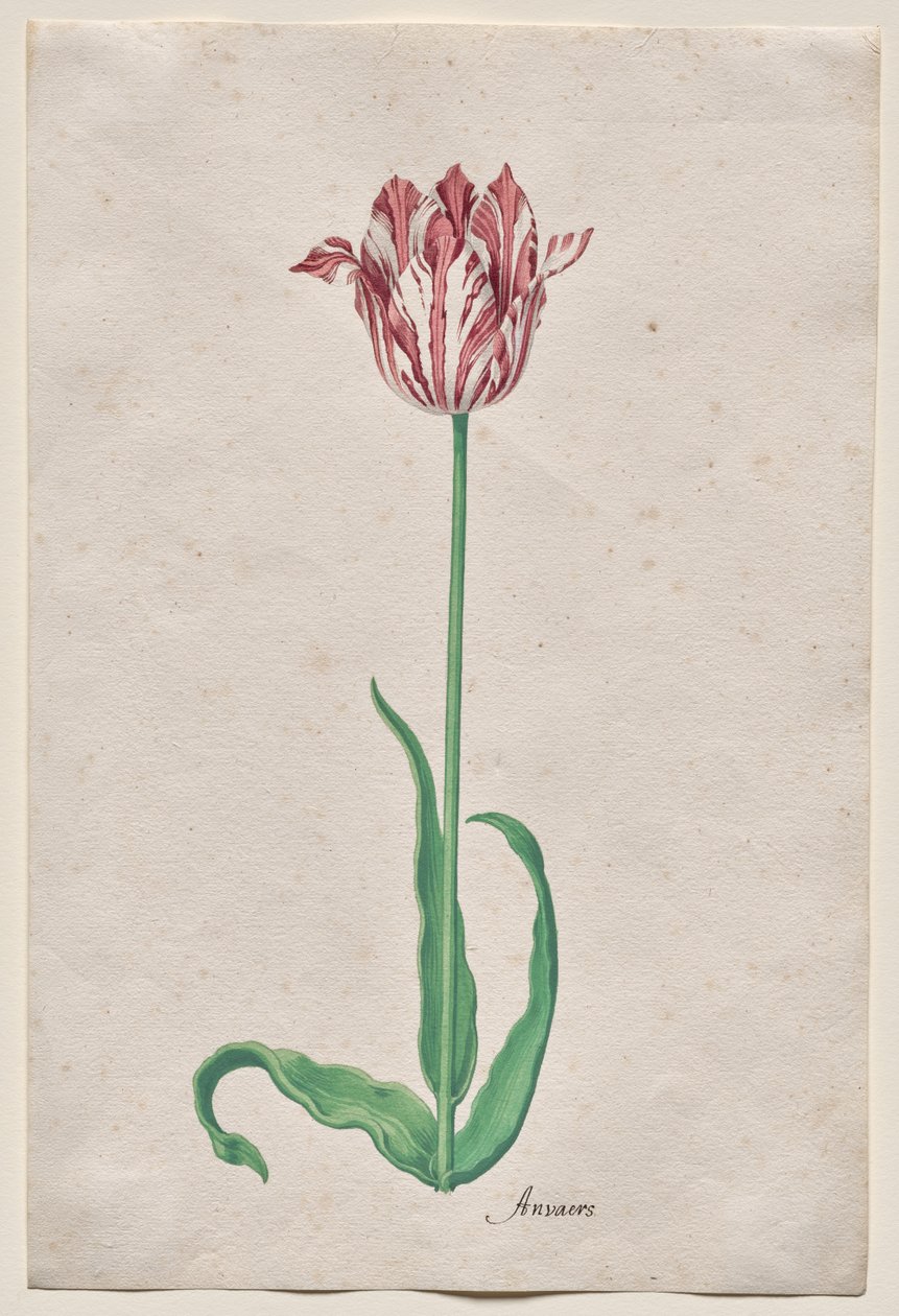 Studio di un tulipano (Anvaers) da Pieter Holsteyn II