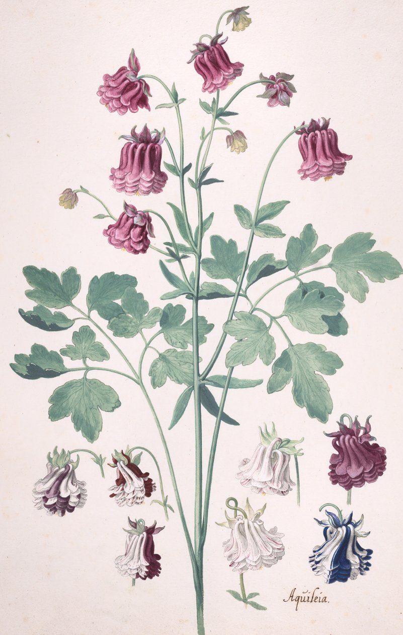 Una Colombina o Bonnet della Nonna, con Studi Aggiuntivi di Fiori da Pieter Holsteyn the Younger