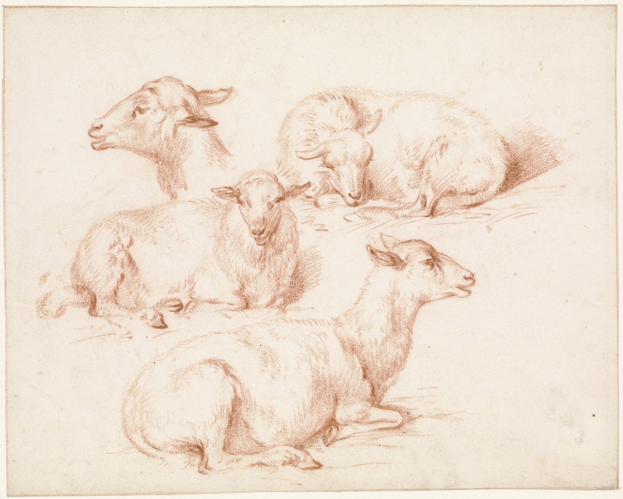 Foglio di studio con pecore da Pieter Jan Guise