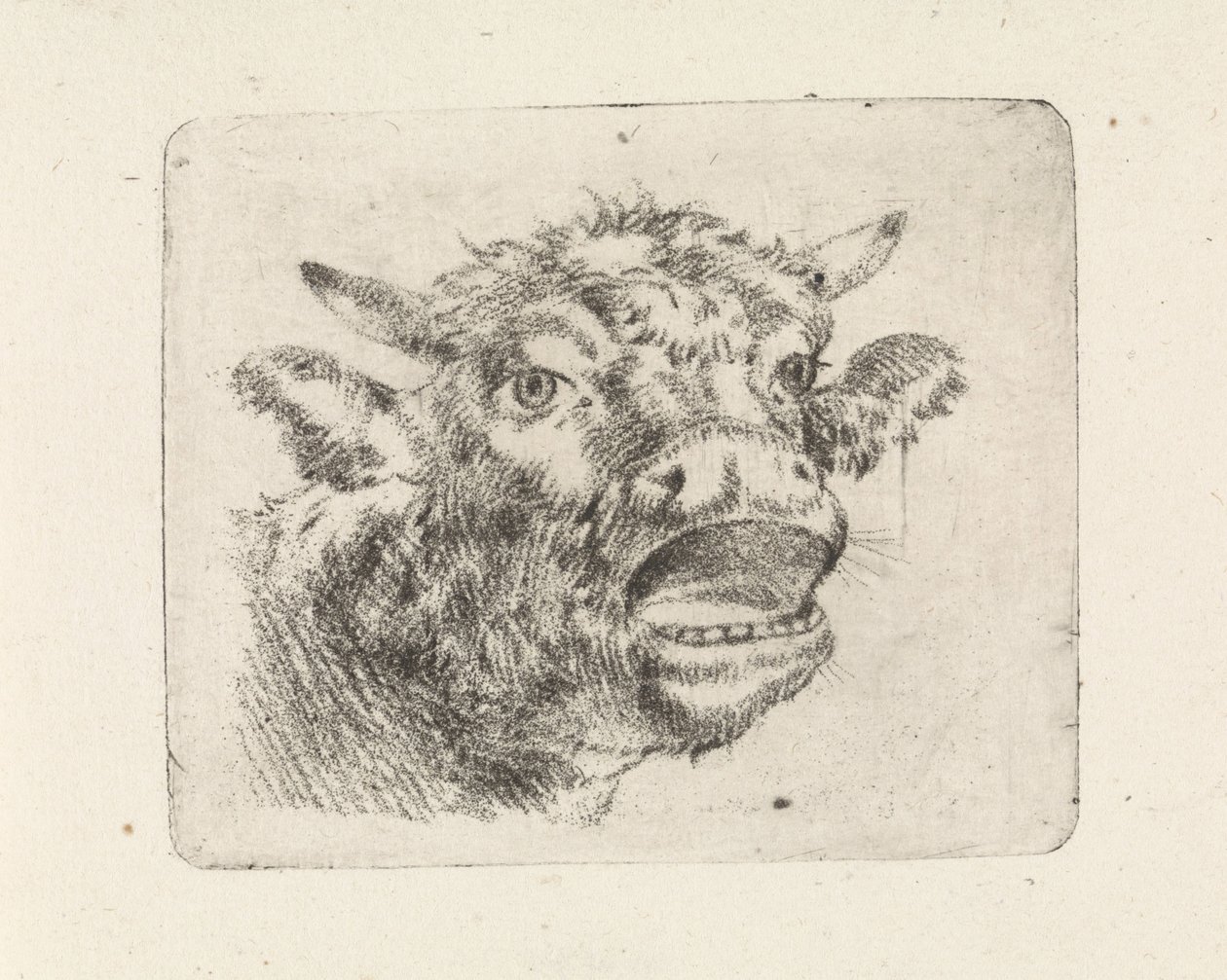 Testa di mucca, muggente da Pieter Janson