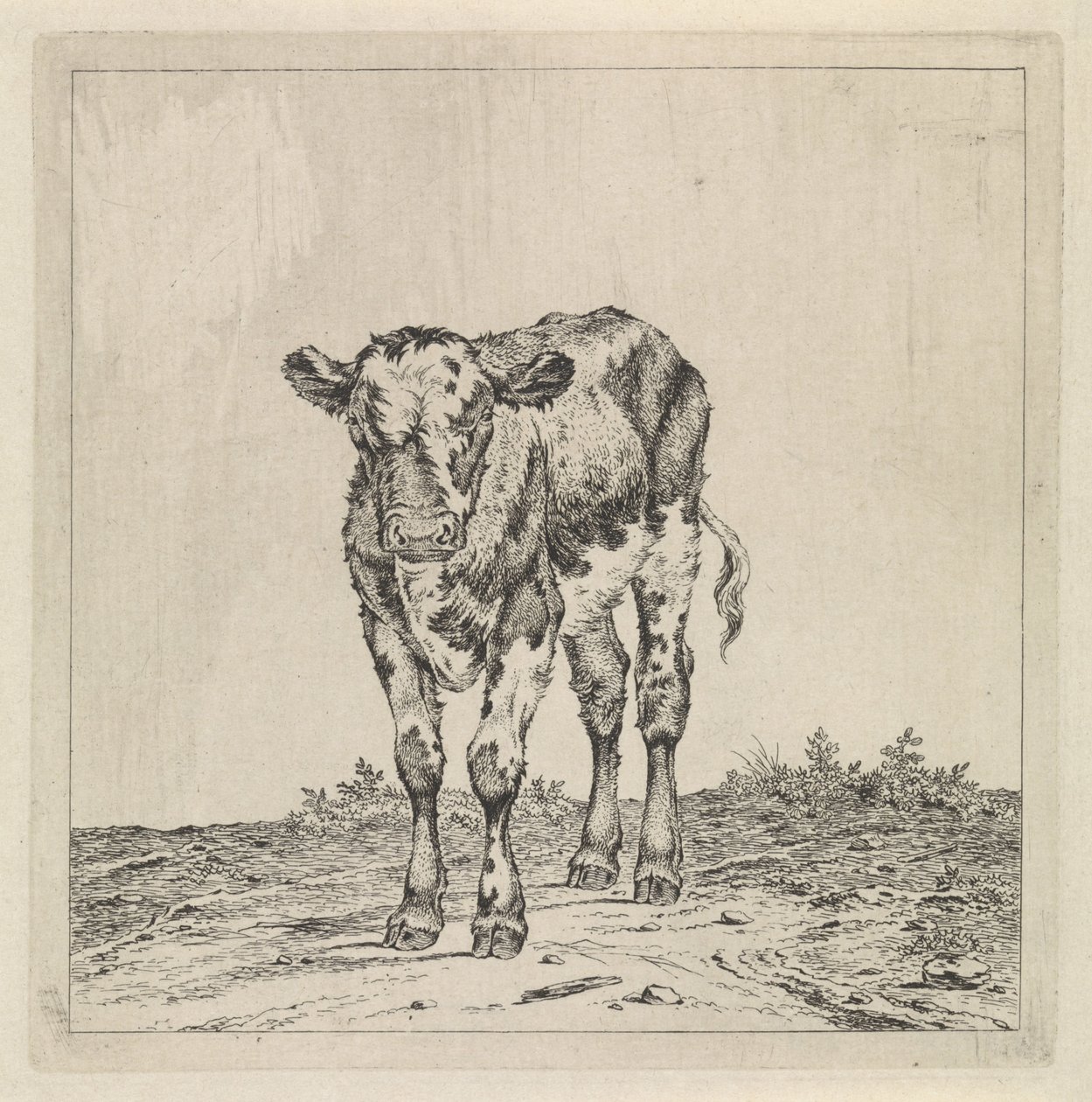 Paesaggio con vitello da Pieter Janson