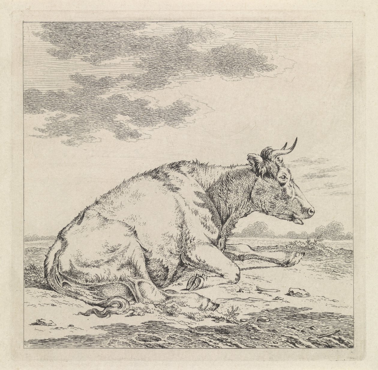 Mucca sdraiata, verso destra da Pieter Janson