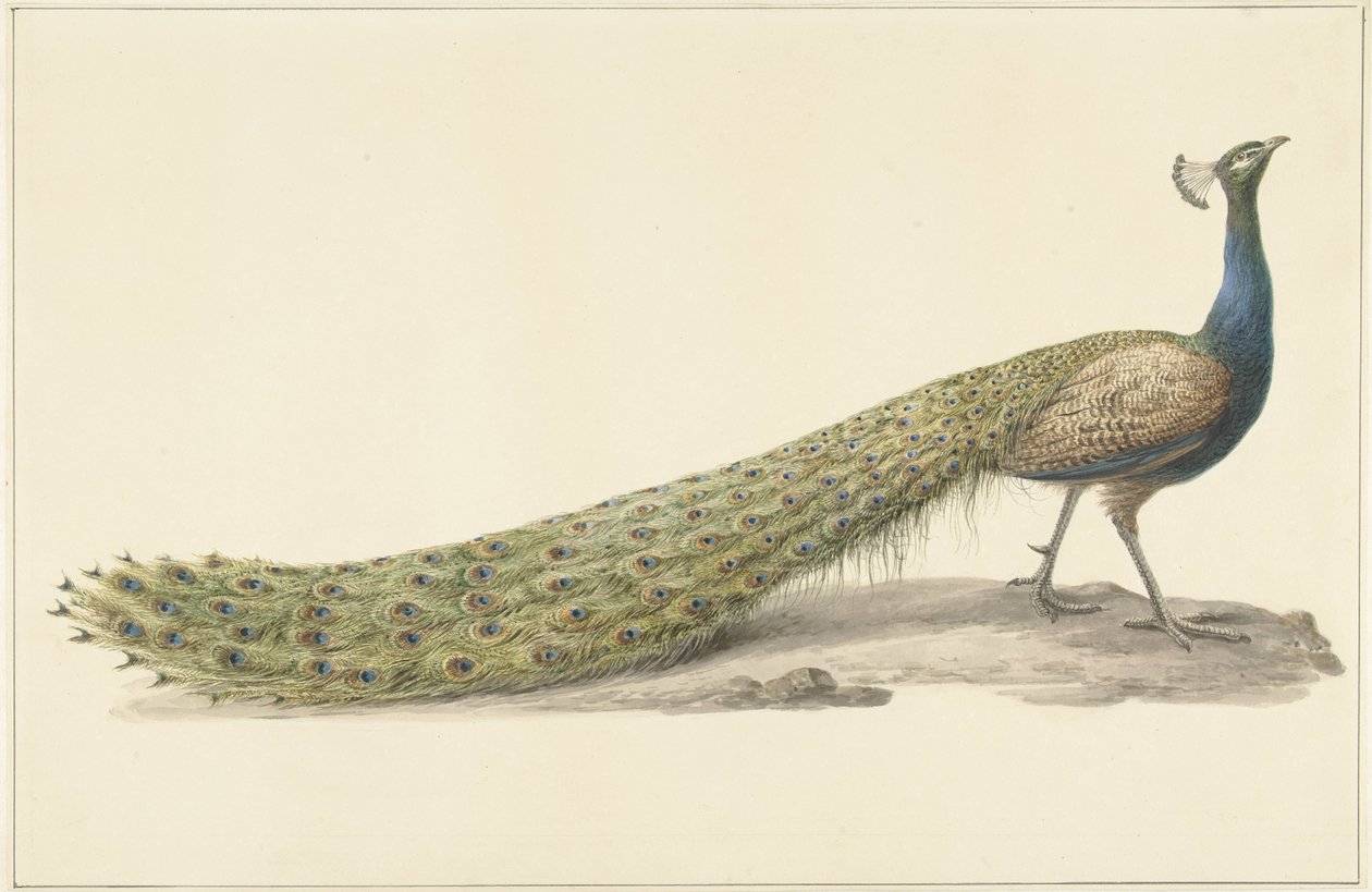 Pavone blu da Pieter Pietersz. Barbiers