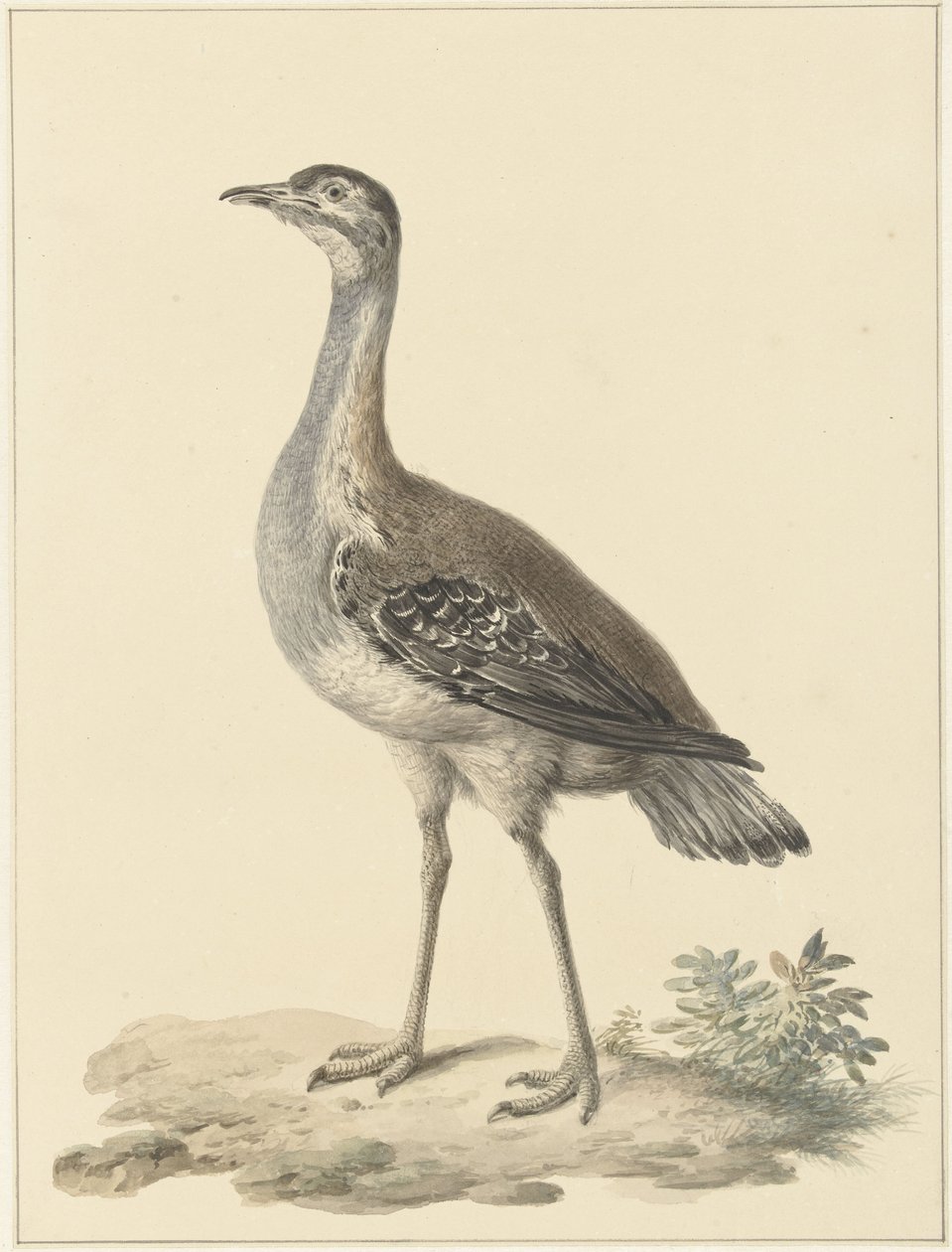 Otarda di Denham (Neotis denhami) da Pieter Pietersz. Barbiers