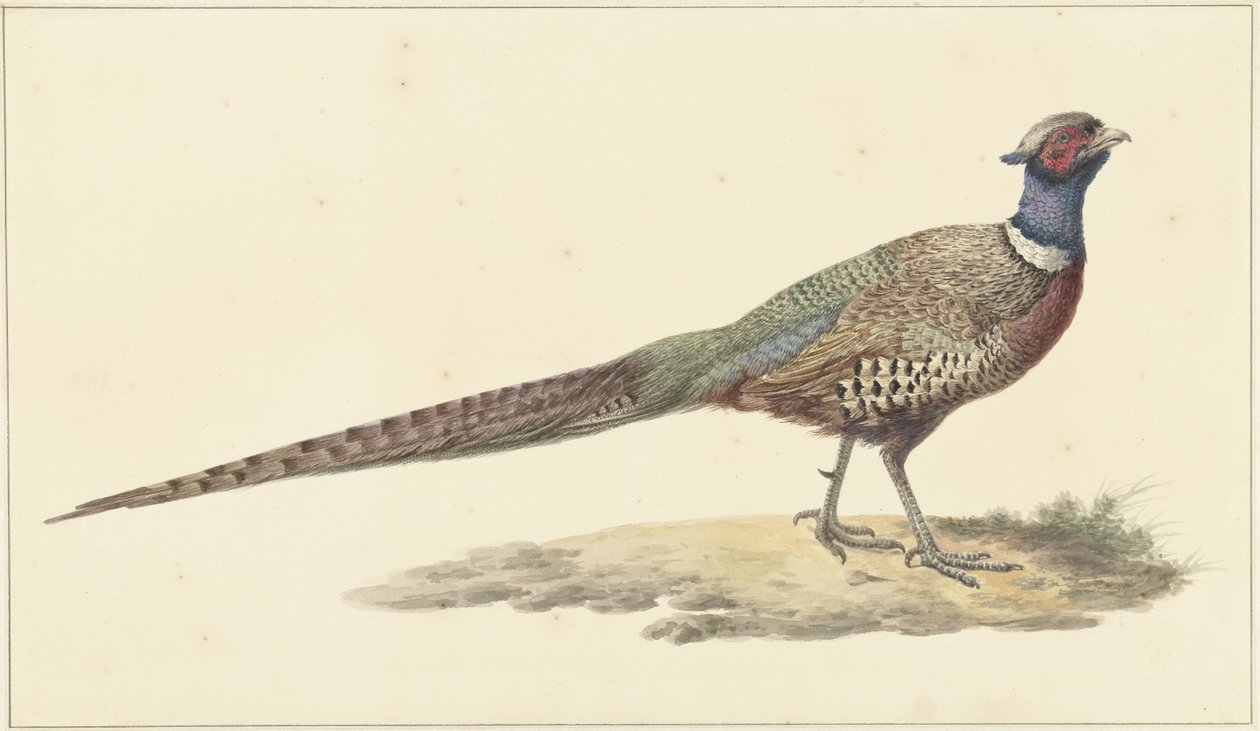 Fagiano da Pieter Pietersz. Barbiers
