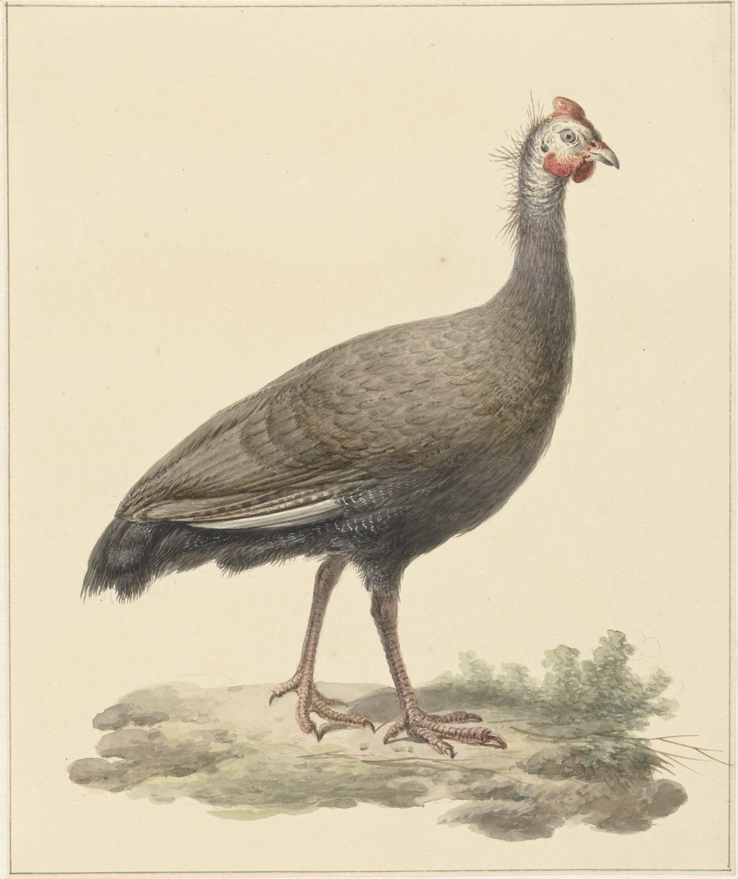 Faraona elmetto da Pieter Pietersz. Barbiers