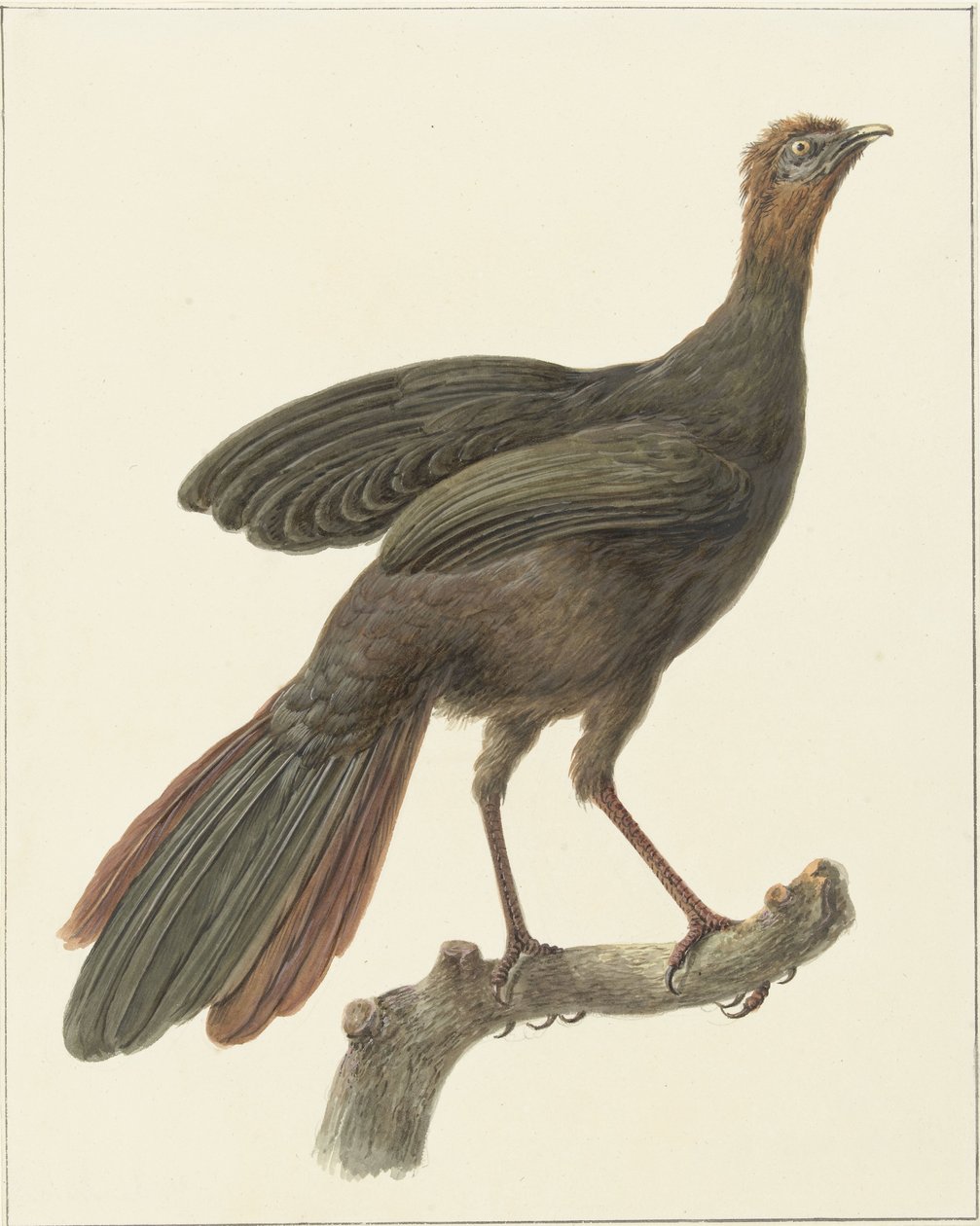 Penelope purpurascens da Pieter Pietersz. Barbiers